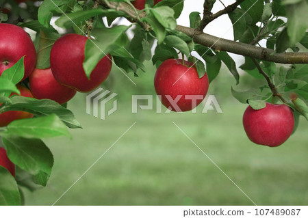 Ripe Apples in the Apple Orchard before Harvesting. Big Red delicious Apples Hanging from Tree Branch in the Fruit Garden. Fall Harvest. Picture of Autumnal Apple. Autumn Cloudy Day, Soft Shadow. Bio 107489087