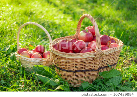 Ripe Apples in the Apple Orchard before Harvesting. Big Red delicious Apples. Fruit Garden at Fall Harvest. Wicker Basket of Fresh Apples. Autumn Sunny Day, Shadow. Apple baskets. Organic Gardening Ripe Apples in the Apple Orchard before Harvesting. Big Red delicious Apples. Fruit Garden at Fall Harvest. Wicker Basket of Fresh Apples. Autumn Sunny Day, Shadow. Apple baskets. Organic Gardening 107489094