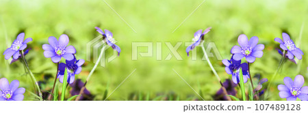 First Spring Flower in the Blurred Nature Background. Common Hepatica or Anemone. Blue Blossom Wild Flower. Spring Time. Violet Purple Hepatica Nobilis, Liverleaf, Liverwort in Sunlight, Banner 107489128