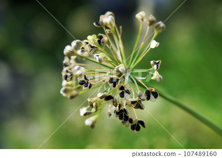 70972 韭菜果 107489160