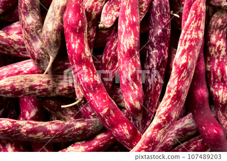 Cranberry beans. Borlotti bean pods in bowl. CloseUp view. Stylish modern food background. Magenta color. Creative foodstuff Image. Grocery, dietary backdrop. Advertising, trendy magazine publication. Cranberry beans. Borlotti bean pods in bowl. CloseUp view. Stylish modern food background. Magenta color. Creative foodstuff Image. Grocery, dietary backdrop. Advertising, trendy magazine publication. 107489203