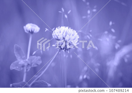 Very Peri. Color of the year 2022. Abstract background toned trendy violet color. Copy Space for text. Trifolium pratense, the pink clover in the meadow against blurry green background Very Peri. Color of the year 2022. Abstract background toned trendy violet color. Copy Space for text. Trifolium pratense, the pink clover in the meadow against blurry green background 107489214