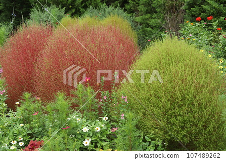 Autumn ornamental grass at Satoyama Garden 107489262
