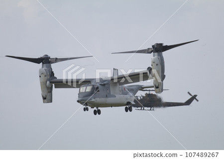osprey and cobra 107489267