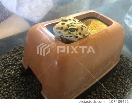 Leopard gecko watching from the shelter Leopard gecko watching from the shelter 107489431