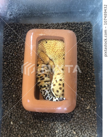 Leopard gecko went into the shelter Leopard gecko went into the shelter 107489432