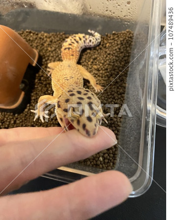 It smells like crickets! Gab! It smells like crickets! Gab! 107489436