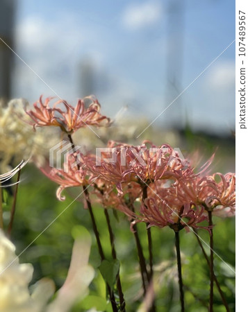 pink manjushana pink manjushana 107489567