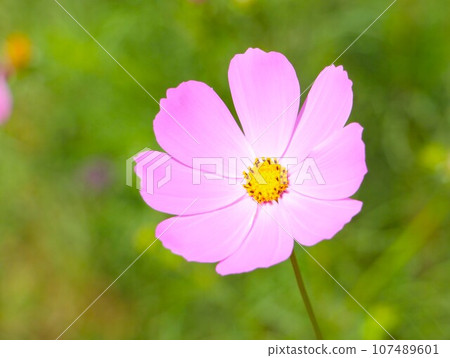 淺紅色的宇宙 107489601