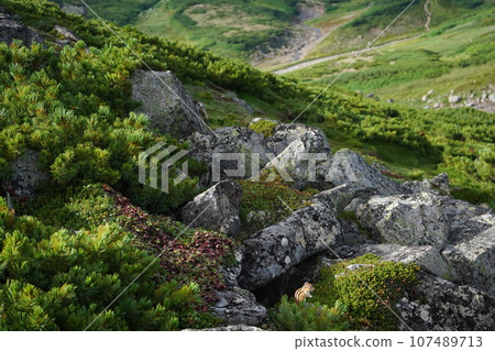雄偉的雪山和花栗鼠 雄偉的雪山和花栗鼠 107489713