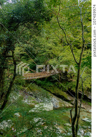德島縣祖谷市葛藤橋、大步危祖谷 德島縣祖谷市葛藤橋、大步危祖谷 107489974