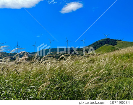 Blue sky and autumn pampas grass “Inatori Hosono Plateau” 107490084