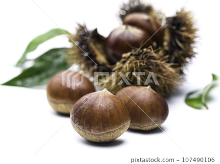 Taste of Autumn Chestnut Chestnut Chestnut Raw Chestnut White Background) Nut Burr Chestnut Fruit White Background Taste of Autumn Chestnut Chestnut Chestnut Raw Chestnut White Background) Nut Burr Chestnut Fruit White Background 107490106