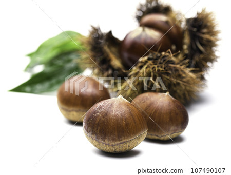 秋天栗子的味道 栗子 栗子 生栗子 白色背景) 堅果 毛刺 栗子水果 白色背景 107490107