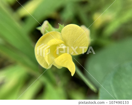 Yabzuruzuke花 107490133