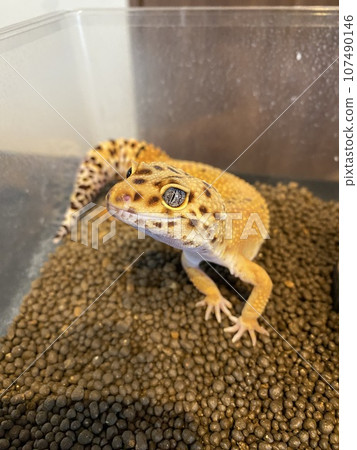 Leopard gecko Leopard gecko 107490146