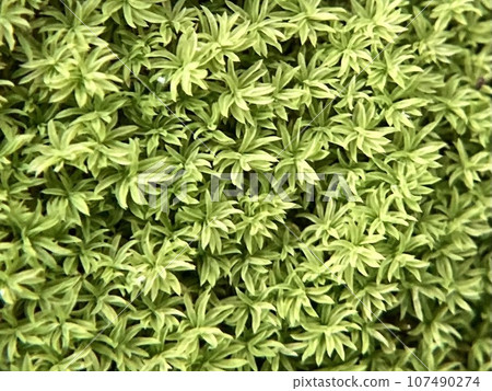 沙苔的特寫 107490274