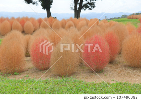 Kochia in autumn colors 107490382