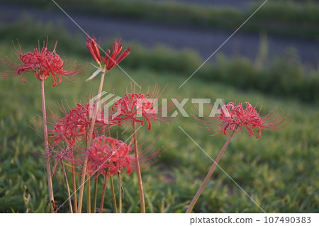 A cluster amaryllis that blooms on the bank A cluster amaryllis that blooms on the bank 107490383