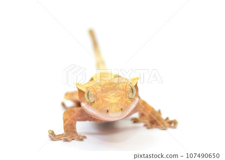 Crested gecko facial expression Crested gecko facial expression 107490650