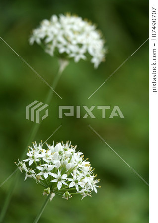 White chive flowers blooming in the autumn field White chive flowers blooming in the autumn field 107490707