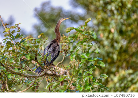 Snakebird, darter, American darter, or water turkey, Anhinga anhinga, Costa Rica 107490736