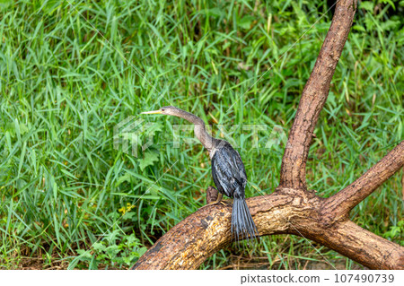 Snakebird, darter, American darter, or water turkey, Anhinga anhinga, Costa Rica Snakebird, darter, American darter, or water turkey, Anhinga anhinga, Costa Rica 107490739