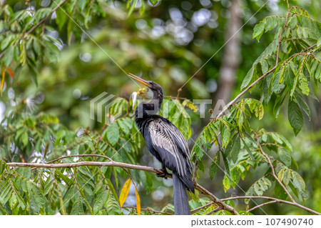 Snakebird, darter, American darter, or water turkey, Anhinga anhinga, Costa Rica 107490740