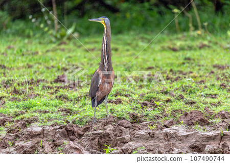 Bare-throated tiger heron - Tigrisoma mexicanum. River Rio Bebedero, Refugio de Vida Silvestre Cano Negro, Costa Rica wildlife 107490744