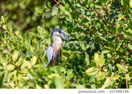 Boat-billed heron, Cochlearius cochlearius, river Bebedero, Palo Verde National park Wildlife Reserve, Costa Rica wildlife Boat-billed heron, Cochlearius cochlearius, river Bebedero, Palo Verde National park Wildlife Reserve, Costa Rica wildlife 107490746