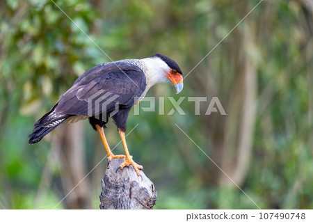 Crested caracara, Caracara plancus, Puntarenas Costa Rica Crested caracara, Caracara plancus, Puntarenas Costa Rica 107490748