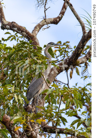 Great blue heron, Ardea herodias with Hypostomus plecostomu in beak, Costa Rica 107490749