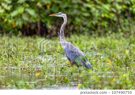 Great blue heron - Ardea herodias with Hypostomus plecostomu in beak, Costa Rica 107490750
