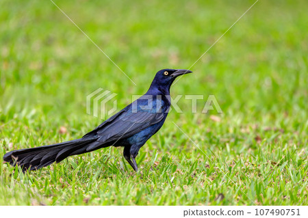 Great-tailed grackle or Mexican grackle, Quiscalus mexicanus. Rincon de la Vieja National Park, Guanacaste Province, Costa Rica 107490751