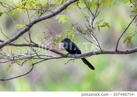 Bird, groove-billed ani, Crotophaga sulcirostris, Guanacaste Costa Rica 107490754