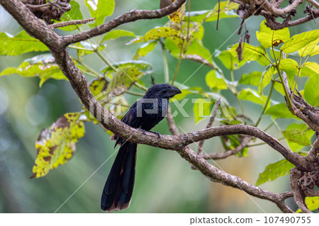 Bird, groove-billed ani, Crotophaga sulcirostris, Guanacaste Costa Rica 107490755
