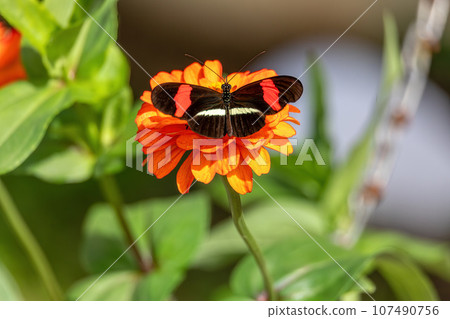 Heliconius erato cruentus butterfly, Refugio de Vida Silvestre Cano Negro, Costa Rica Wildlife Heliconius erato cruentus butterfly, Refugio de Vida Silvestre Cano Negro, Costa Rica Wildlife 107490756