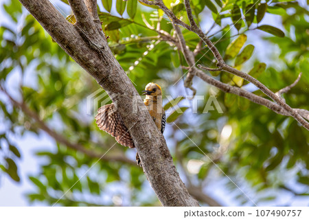 Hoffmann's woodpecker - Melanerpes hoffmannii. Refugio de Vida Silvestre Cano Negro, Wildlife and birdwatching in Costa Rica. 107490757