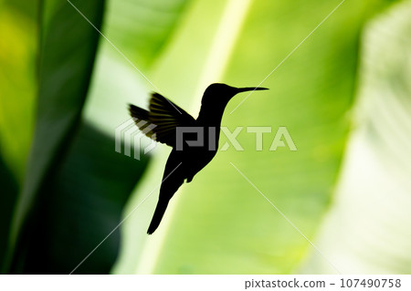 Silhouette of Rufous-tailed hummingbird - Amazilia tzacatl. Refugio de Vida Silvestre Cano Negro, Wildlife and bird watching in Costa Rica. 107490758