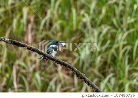 Amazon Kingfisher, Chloroceryle amazona, Refugio de Vida Silvestre Cano Negro, Wildlife and bird watching in Costa Rica 107490759