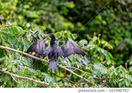 Neotropic cormorant - Phalacrocorax brasilianus. Refugio de Vida Silvestre Cano Negro, Wildlife and bird watching in Costa Rica. Neotropic cormorant - Phalacrocorax brasilianus. Refugio de Vida Silvestre Cano Negro, Wildlife and bird watching in Costa Rica. 107490767