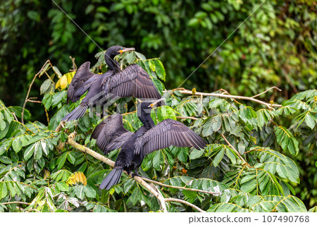 Neotropic cormorant - Phalacrocorax brasilianus. Refugio de Vida Silvestre Cano Negro, Wildlife and bird watching in Costa Rica. Neotropic cormorant - Phalacrocorax brasilianus. Refugio de Vida Silvestre Cano Negro, Wildlife and bird watching in Costa Rica. 107490768