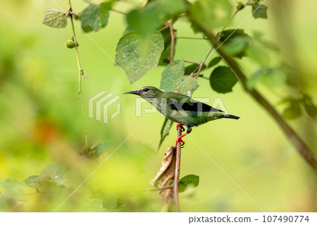 Red-legged honeycreeper female - Cyanerpes cyaneus. Refugio de Vida Silvestre Cano Negro, Wildlife and bird watching in Costa Rica. 107490774