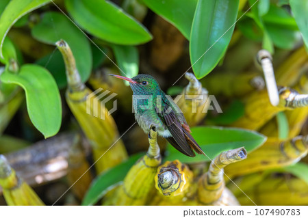 Rufous-tailed hummingbird - Amazilia tzacatl. Refugio de Vida Silvestre Cano Negro, Wildlife and bird watching in Costa Rica. Rufous-tailed hummingbird - Amazilia tzacatl. Refugio de Vida Silvestre Cano Negro, Wildlife and bird watching in Costa Rica. 107490783