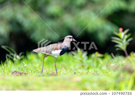 Southern lapwing - Vanellus chilensis, commonly called quero-quero. Refugio de Vida Silvestre Cano Negro, Wildlife and bird watching in Costa Rica. 107490788
