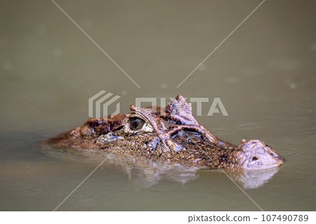Spectacled caiman, Caiman crocodilus Cano Negro, Costa Rica. 107490789