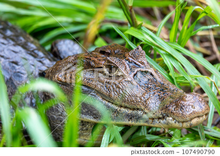 Spectacled caiman, Caiman crocodilus Cano Negro, Costa Rica. 107490790