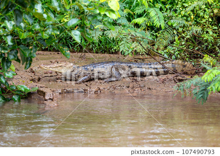 Spectacled caiman, Caiman crocodilus Cano Negro, Costa Rica. Spectacled caiman, Caiman crocodilus Cano Negro, Costa Rica. 107490793