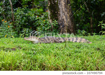 Spectacled caiman, Caiman crocodilus Cano Negro, Costa Rica. 107490794