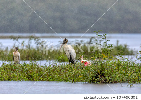 Wood stork - Mycteria americana. Refugio de Vida Silvestre Cano Negro, Wildlife and bird watching in Costa Rica. 107490801